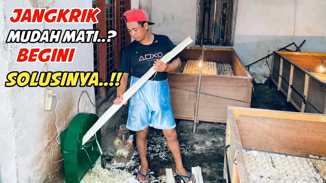 AGAR🟠JANGKRIK TIDAK MUDAH MATI