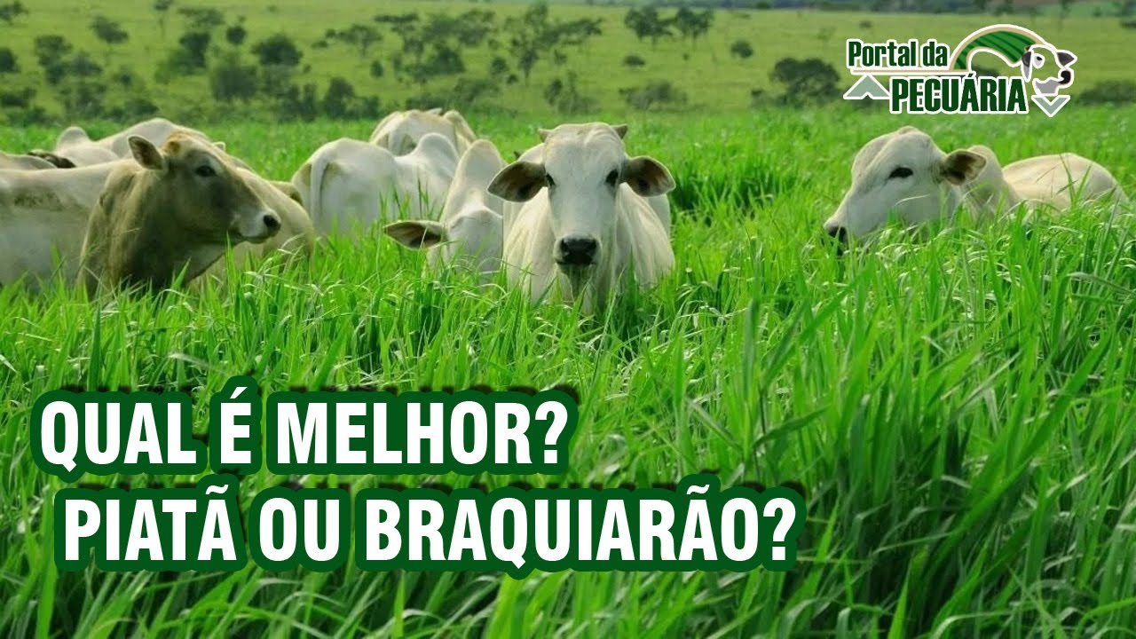 Qual é melhor? PIATÃ ou BRAQUIARÃO?