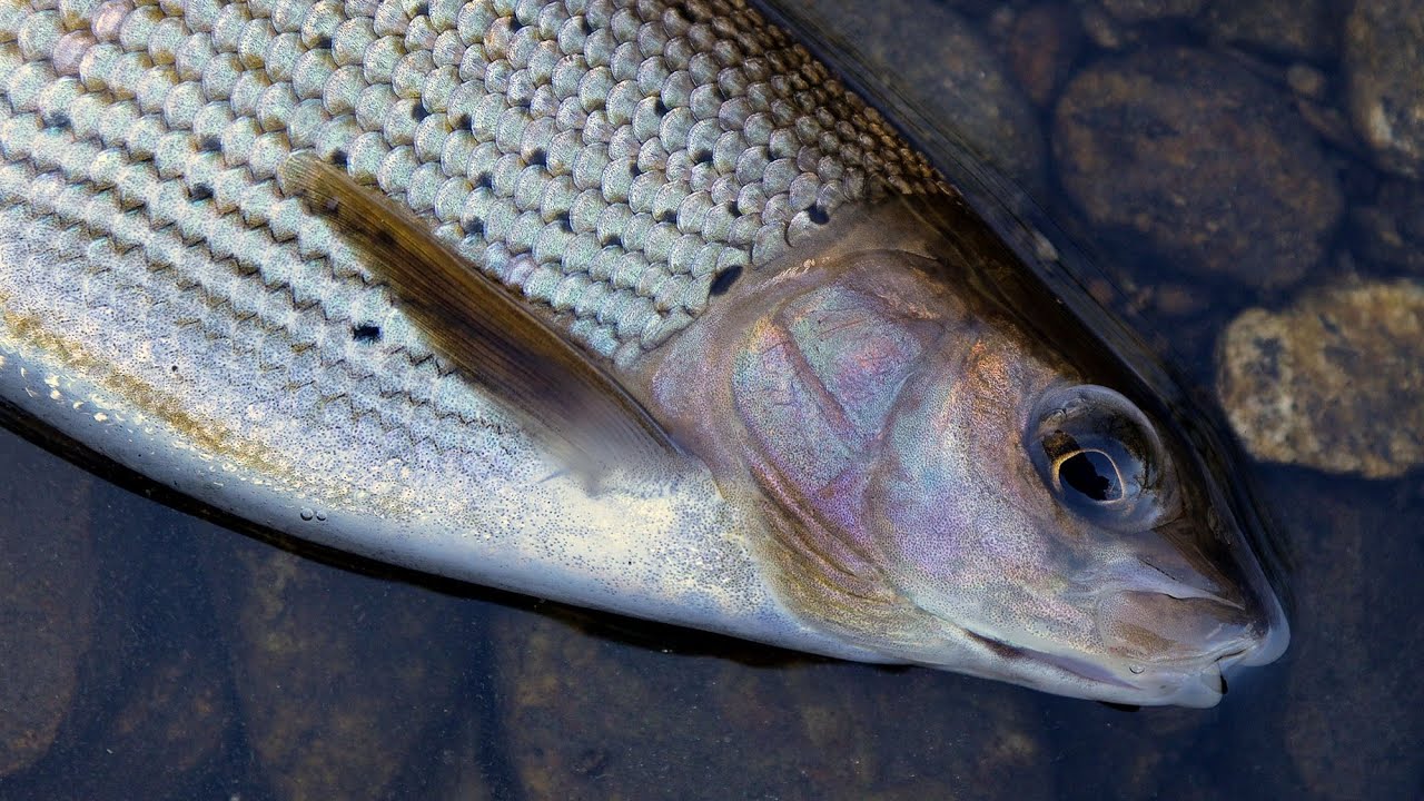 Fliegenfischen in Tschechien | Live-Bisse | Äschen, Regenbogenforelle, Bachforelle