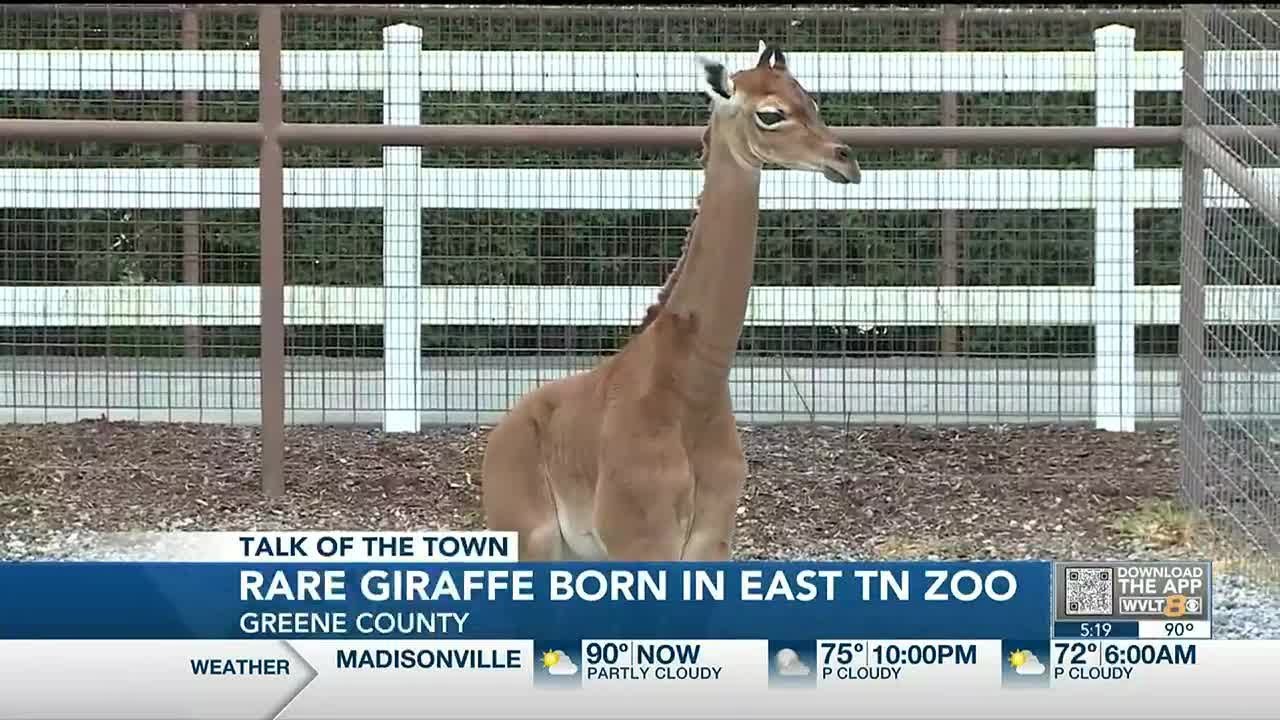 One-of-a-kind spotless giraffe born in East Tennessee zoo