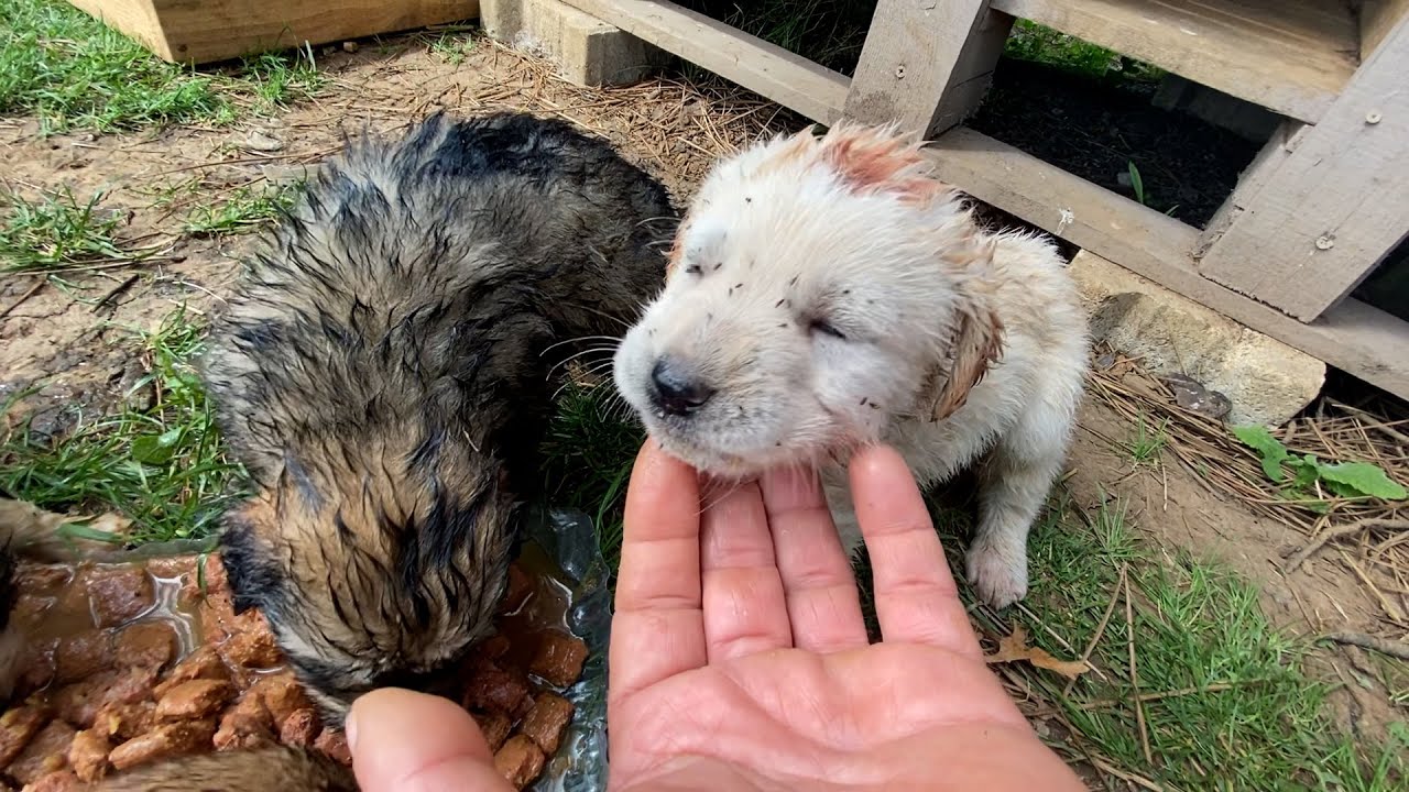 Kemikleri Sayılan Köpekler Ormana Atılmış | Yavru Köpekleri Pirelerden Kurtardık