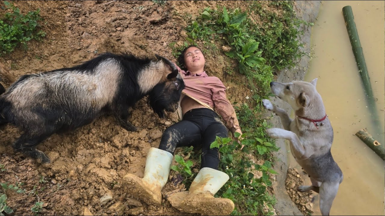 Vietnamese girl building a house for goats unfortunately had an accident - ha thi muon