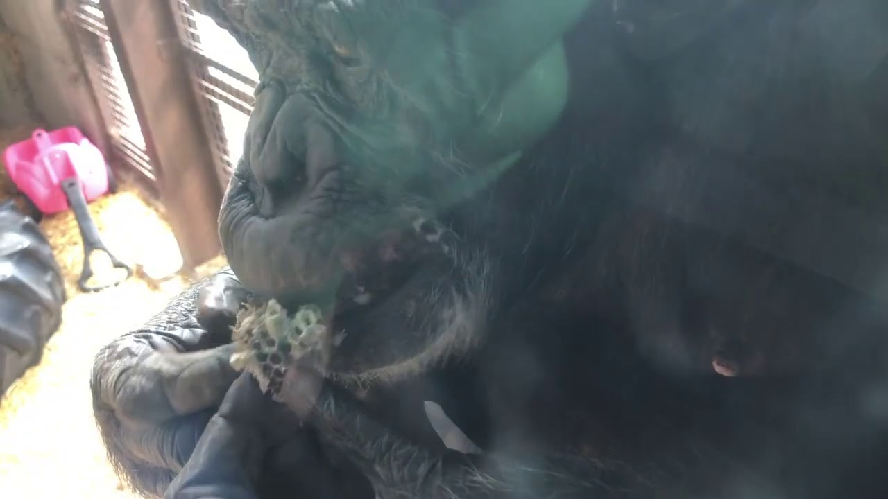 Jamie chimpanzee harvests wasp larvae