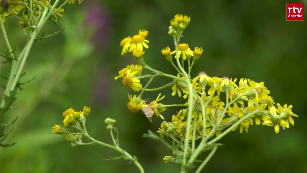 Natuur op de eerste plaats in Koekange | Natuurtuinen