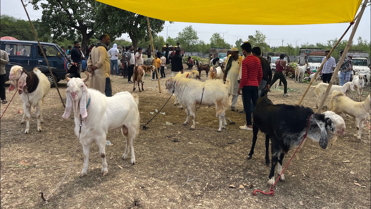 Bhopal Gandhi Nagar Bakra Mandi - 18 May 2025