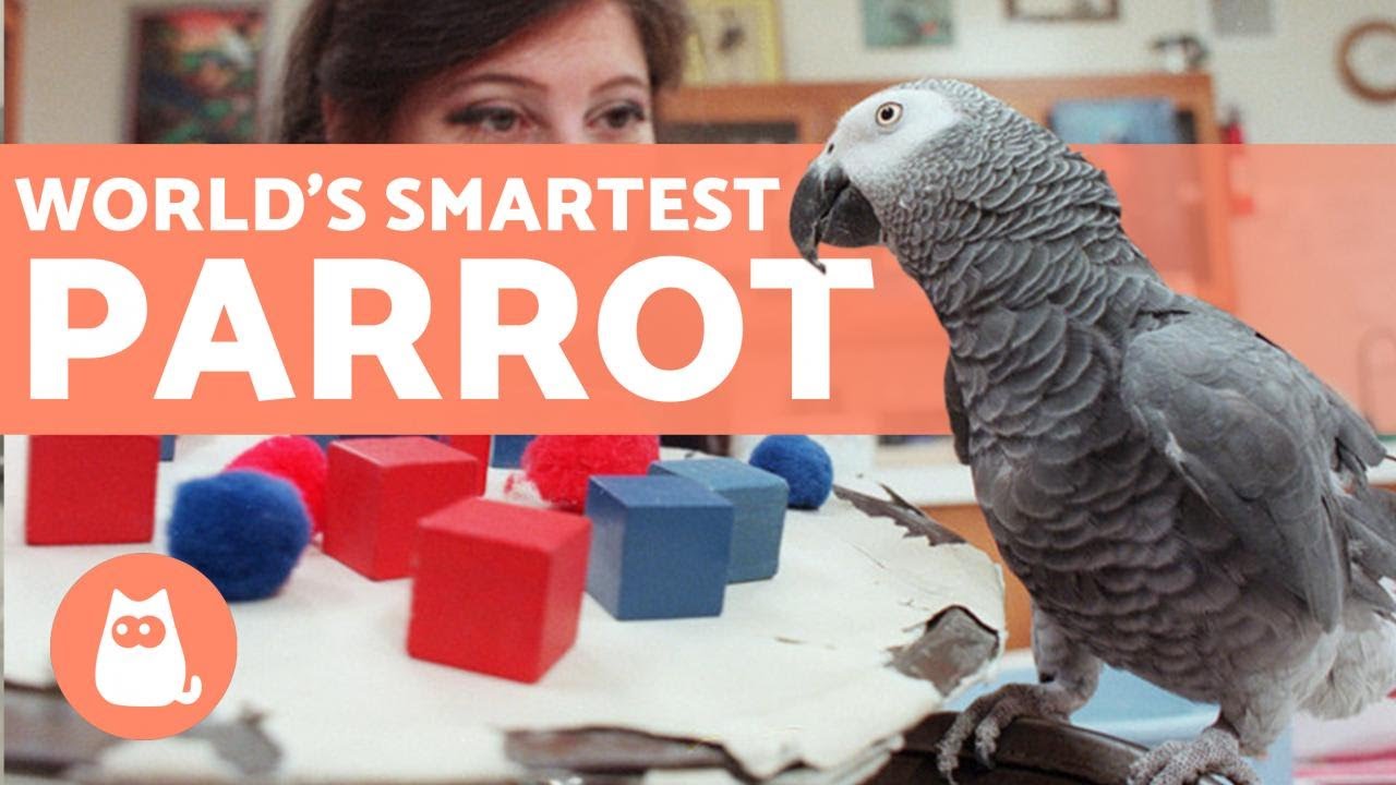 The SMARTEST PARROT in the WORLD 🦜💬 (Alex the African Gray)