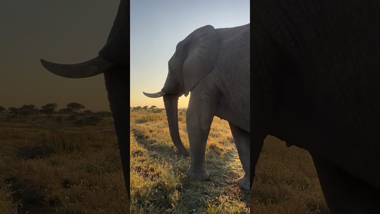 Check In With Fishan the Elephant Survivor | Wound Cleaning and Progress 5 Years After the Fracture