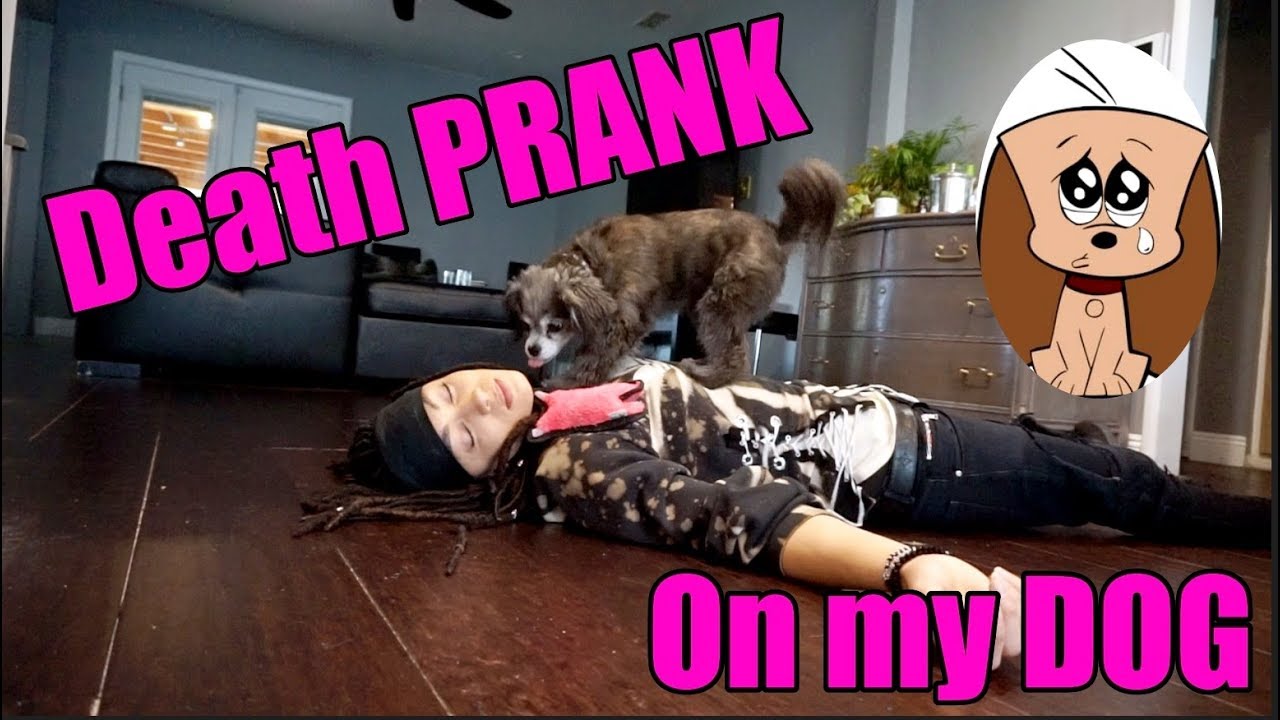 DEATH PRANK ON MY DOG!!