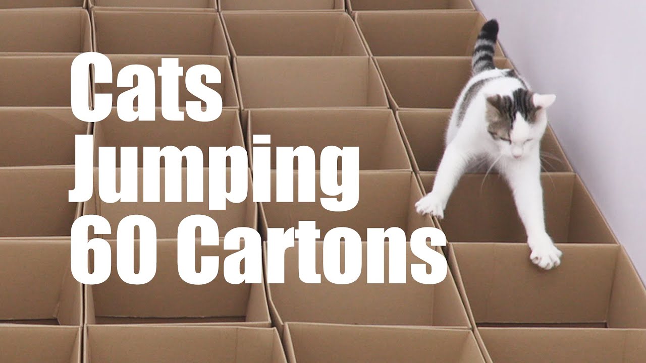 6 cats are challenged to jump 60 cartons📦. Funny cat Challenge Game Videos 2021