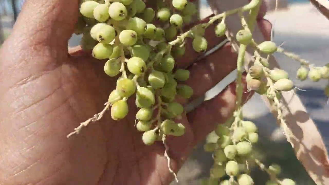 تعرف على نخيل الواشنطونيا وشكل بذورها
