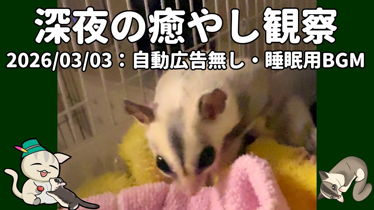 【広告無し】【lo-fi Hip-Hop】深夜観察2026/03/03 Late-Night Sugar Glider Care Routine Live #おつモモンガ #フクロモモンガ
