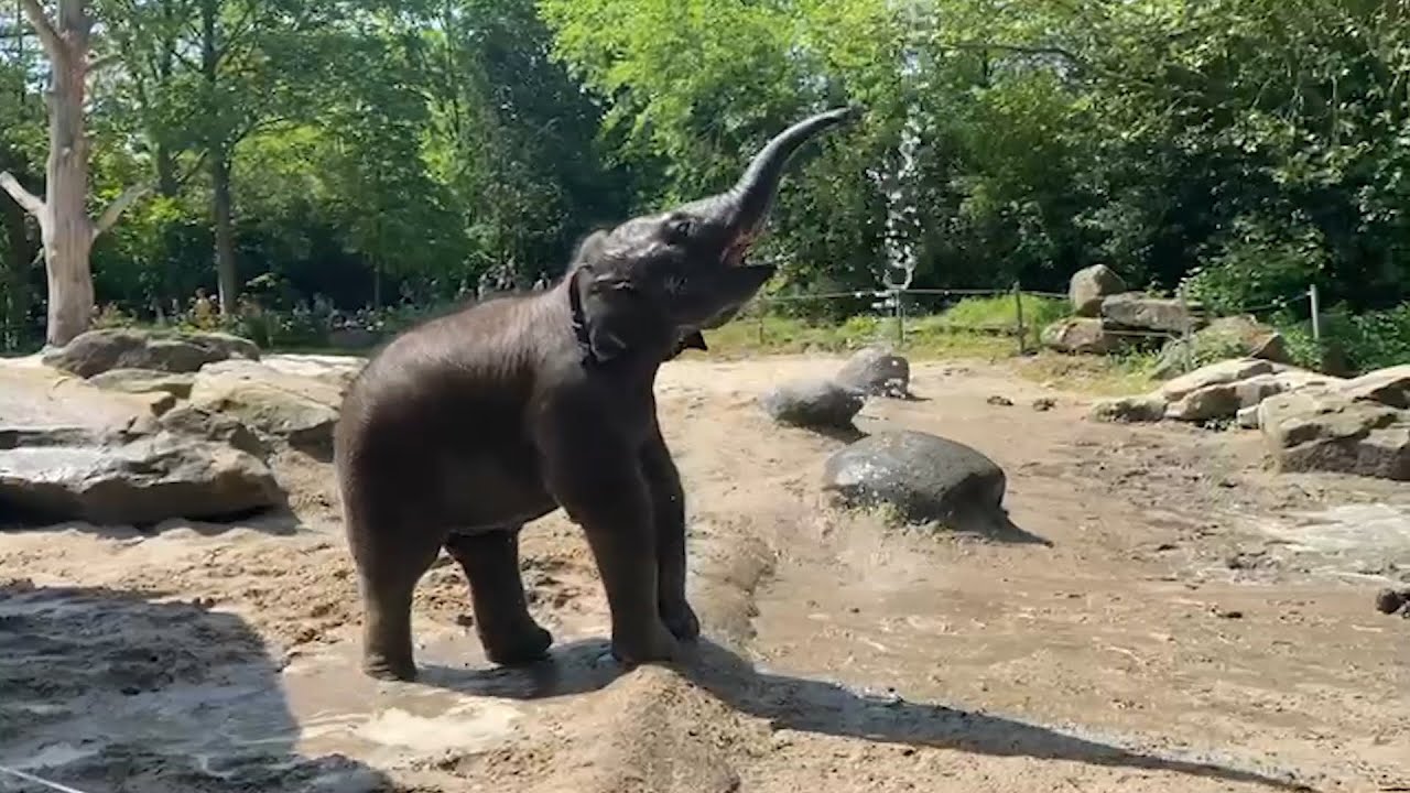 De olifanten krijgen een verfrissende douche!