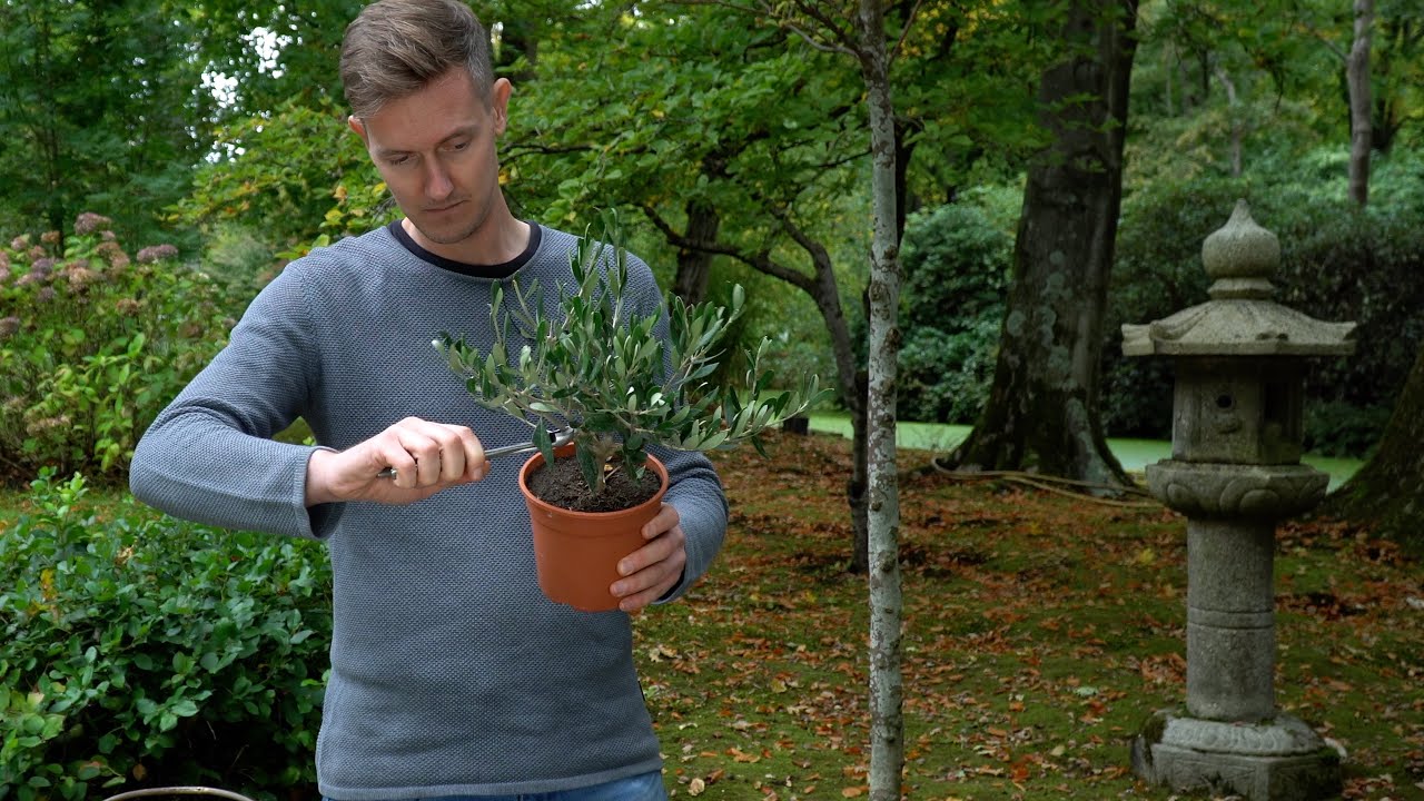 Making an Olive bonsai