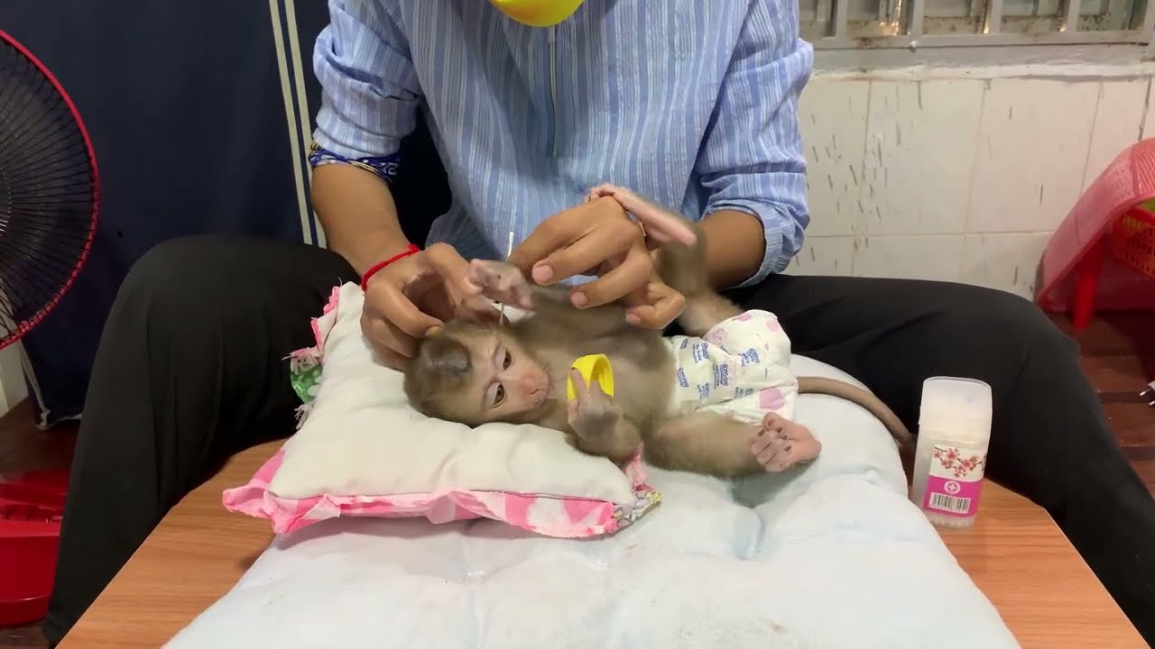 Adorable baby monkey feeling lovely that mummy take care and sharing food to eating delicious