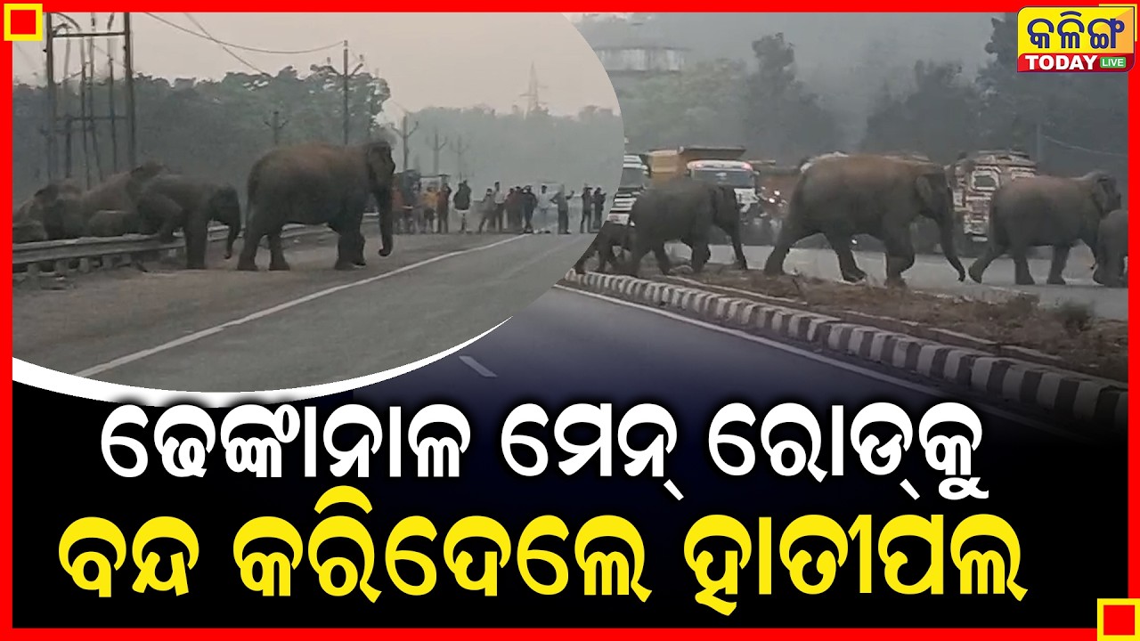 ଢେଙ୍କାନାଳ ମେନରୋଡ ଉପରେ ଗଦା ହୋଇଗଲେ ହାତୀପଲ ।। Kalinga Today Live ।