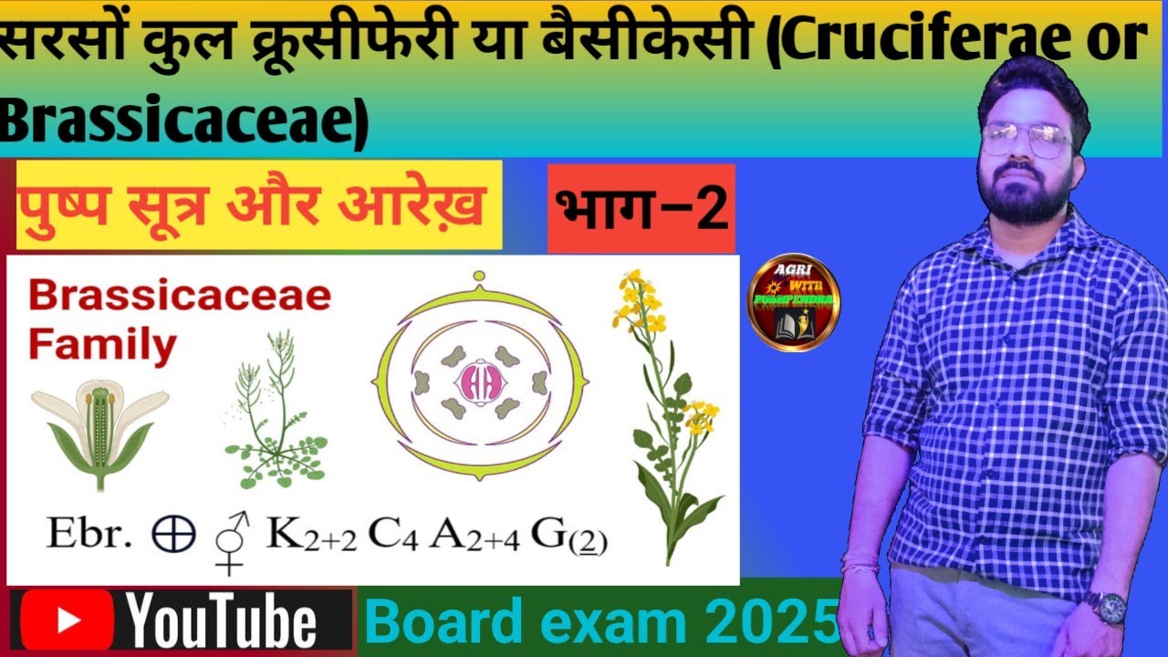 सरसों कुल।floral formula and diagram of cruciferae। सरसों का पुष्प सूत्र और आरेख़।pushp Sutra।