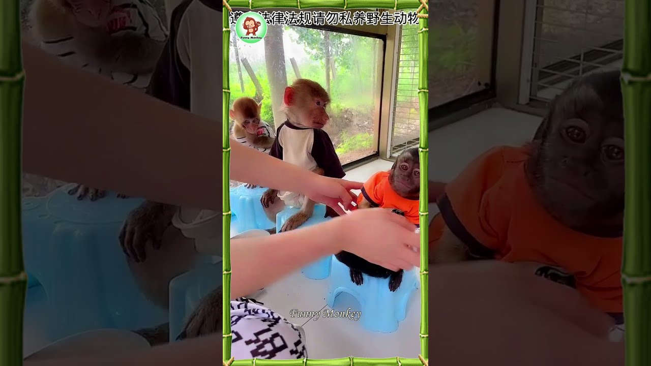 Funny, Cute And Smart Monkey - Videos Compilation | Funny Monkey