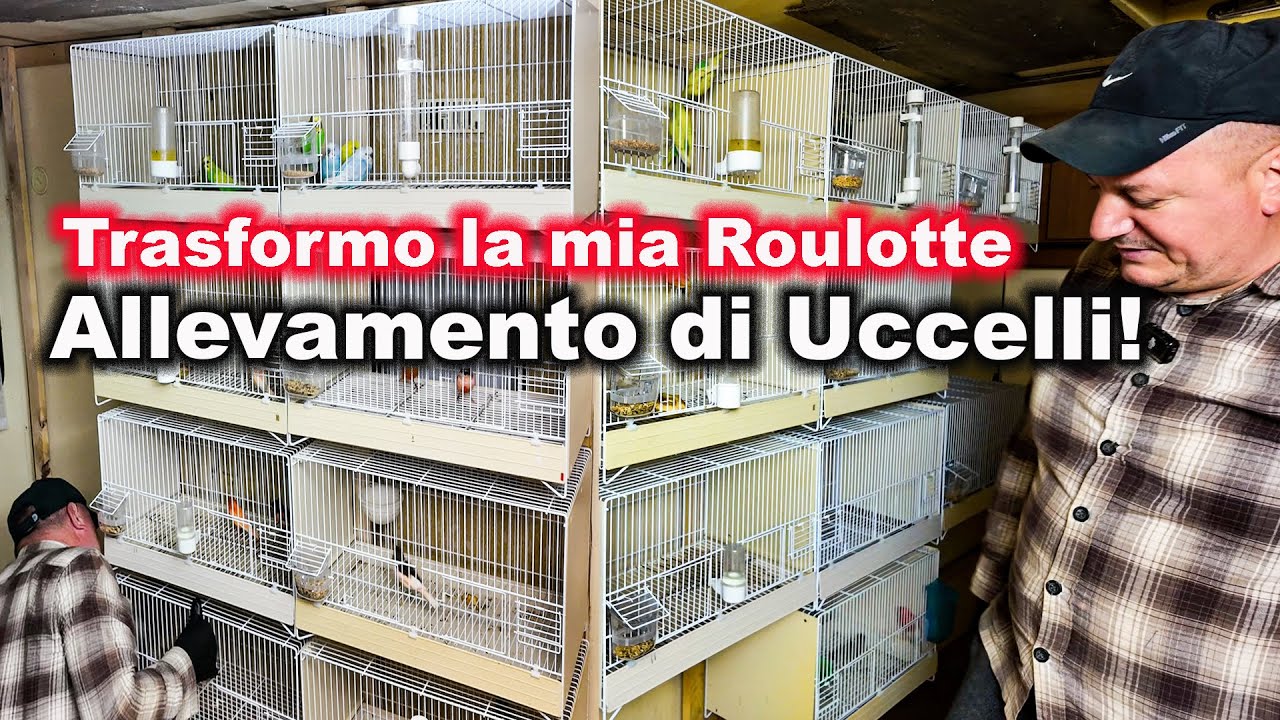 Trasformo la mia Roulotte in un Allevamento di Uccelli!