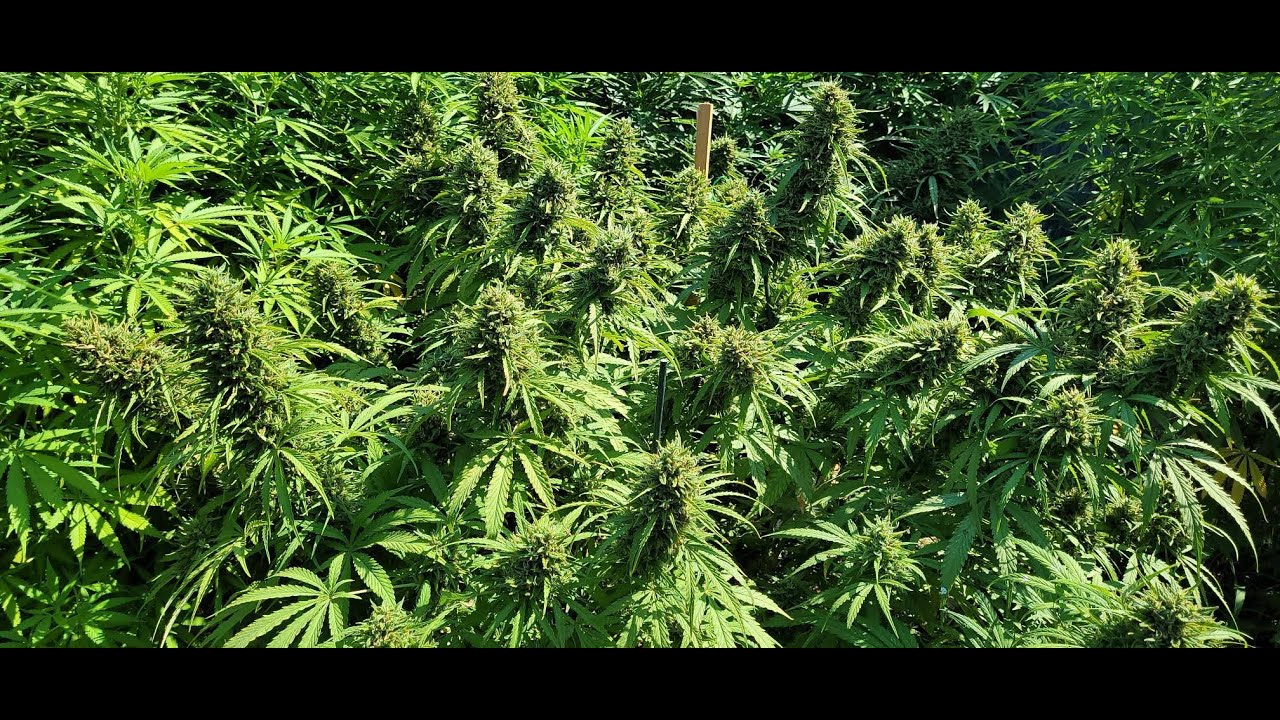 Rando's Back Yard Cannabis Garden Bloomin & Gettn Huge July 29