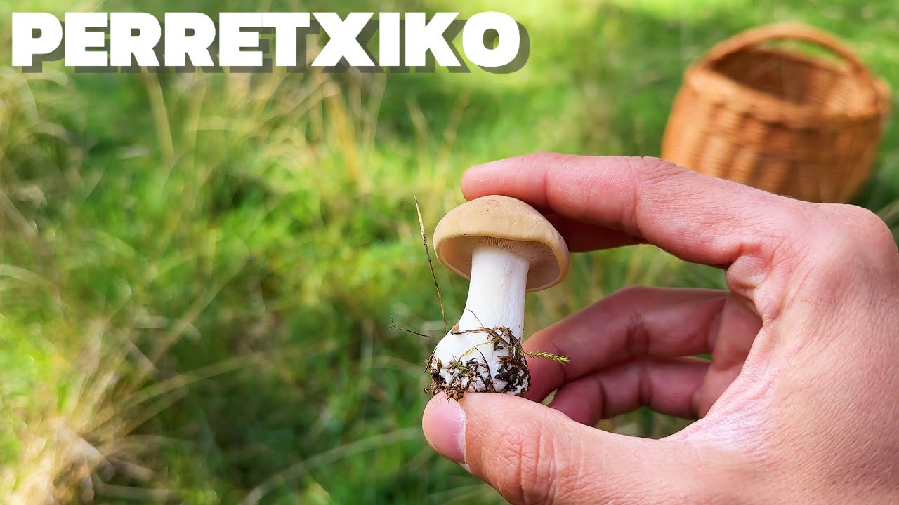 🍄  Dia de Perretxikos entre paisajes de otro mundo 🌿