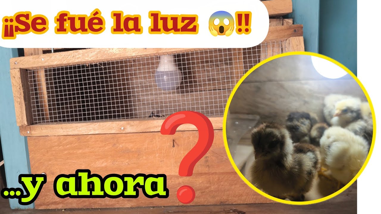 ¡¡Estamos sin energía eléctrica !! Así resolvimos ⤵️ #gallinas #criadoras #vivencias #granjita 