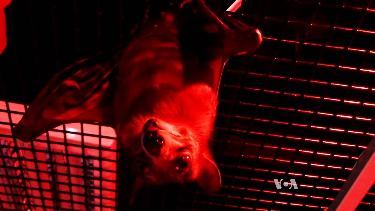 US Scientists Rush to Stop Devastating Bat Killer