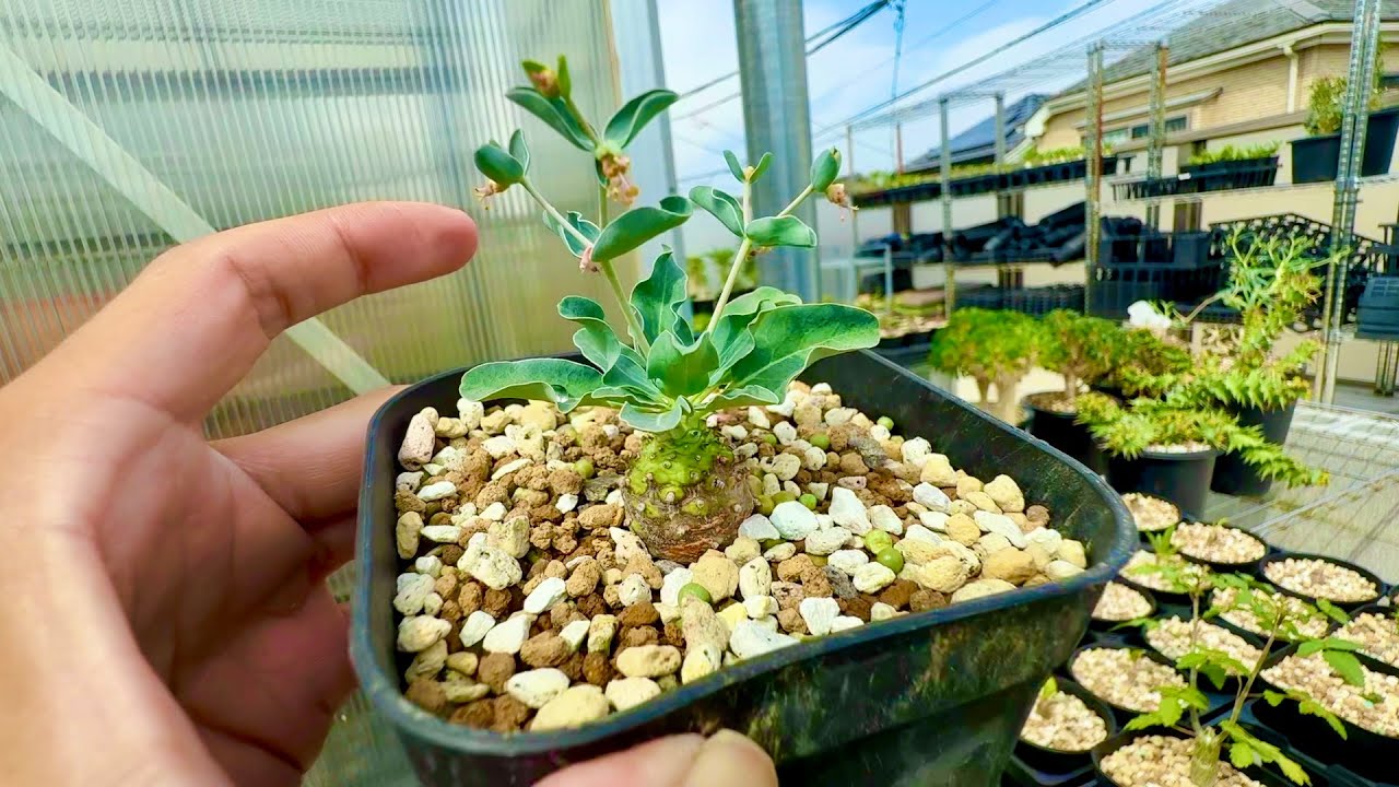我が家のバルコニー植物ツアー part1