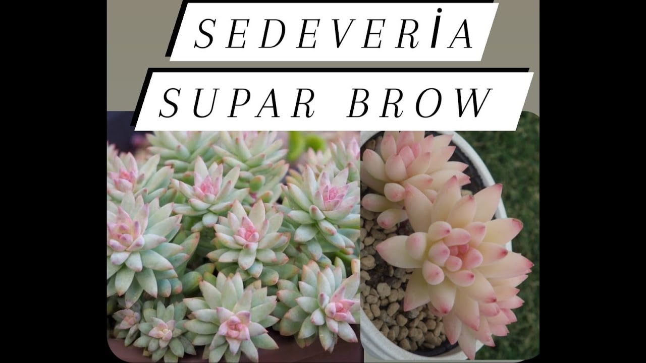 sedeveria supar brow ve echeveria arze bu akşam satışta olacak.