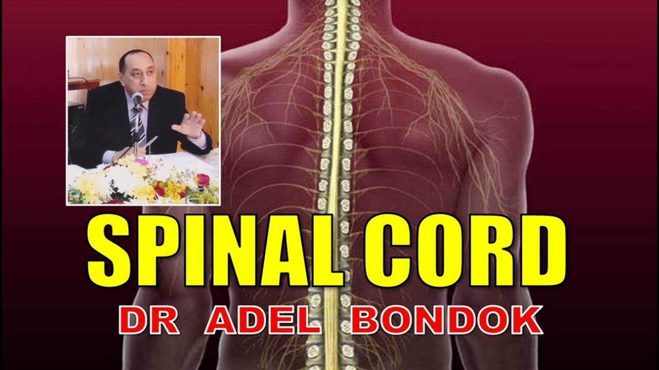 Anatomy of the Spinal Cord, Dr Adel Bondok
