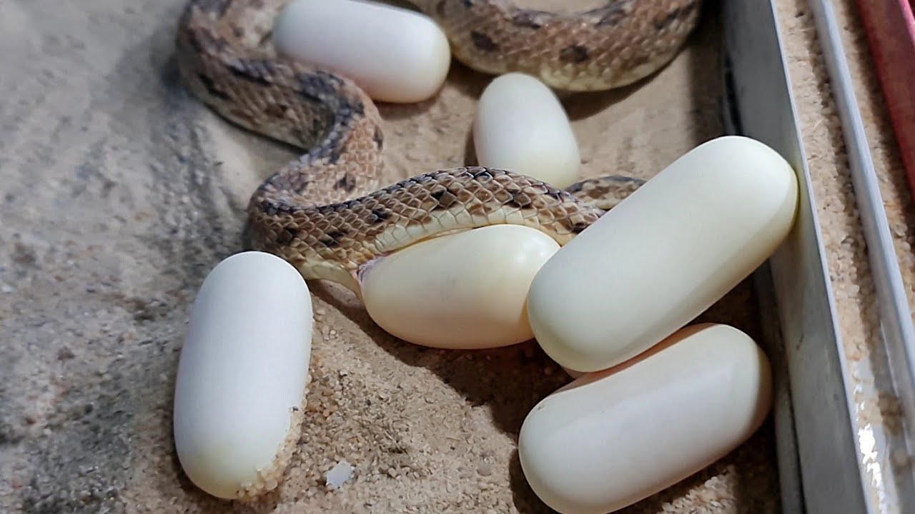 شئ نادر لأنثى ثعبان الأرقم.وضعت البيض 3 مرات فى نفس الموسم. وخروج صغارها من البيضة مع احمد الدكرونى