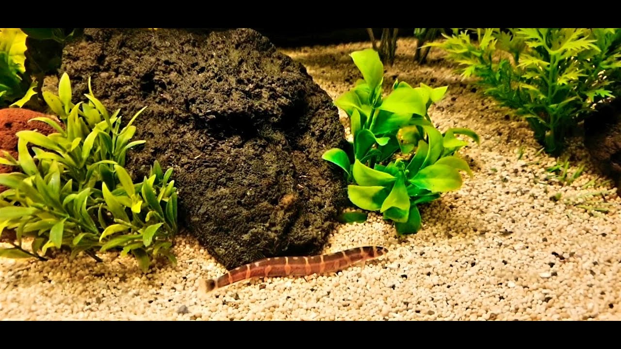 Kuhli Loach Fish (Pangio Kuhlii)