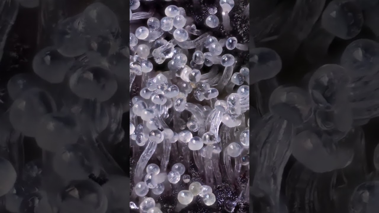 Cannabis Trichomes Under A Microscope!