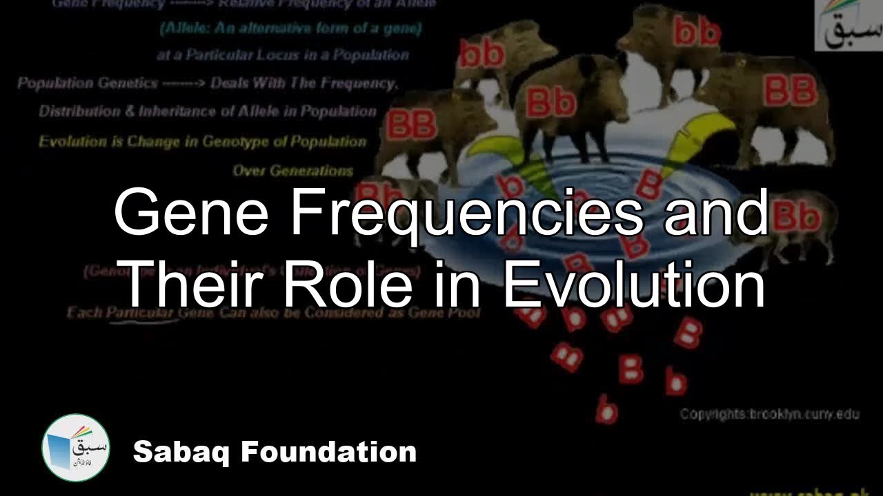 Gene Frequencies and Their Role in Evolution, Biology Lecture | Sabaq.pk