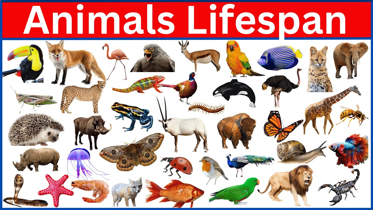 The Shortest and Longest Living Animals on Earth REVEALED