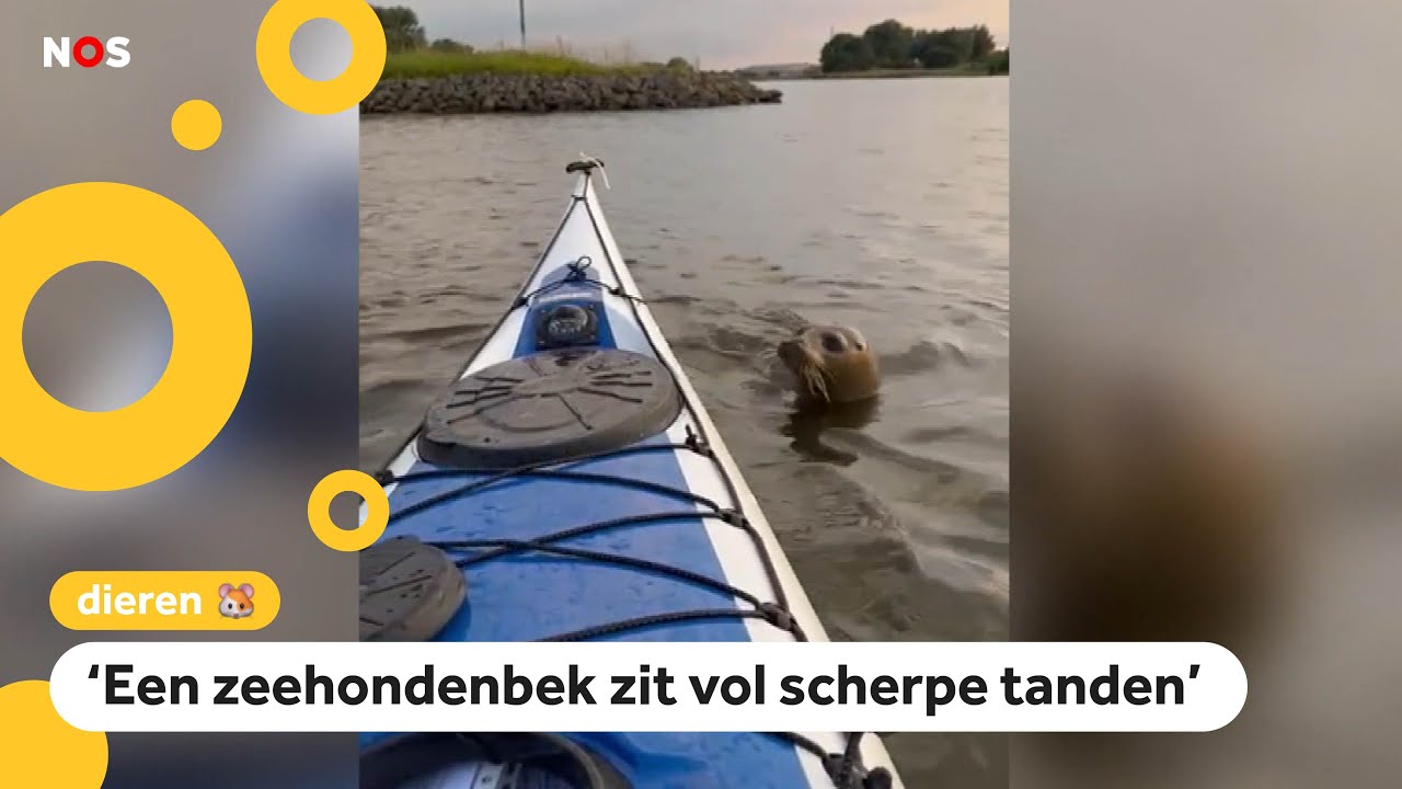 Zeehond klimt op kajak en laat iedereen schrikken