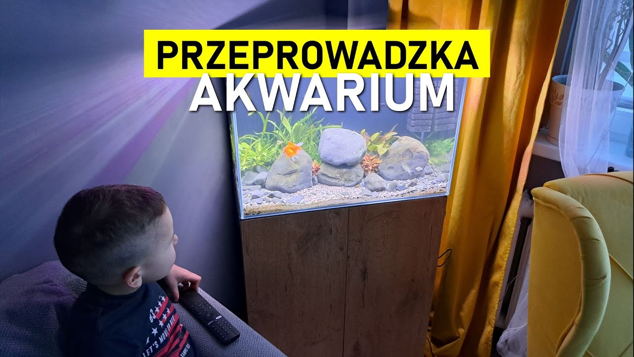 Przeprowadzka Akwarium: nie dość, że w zimie, to jeszcze daleko