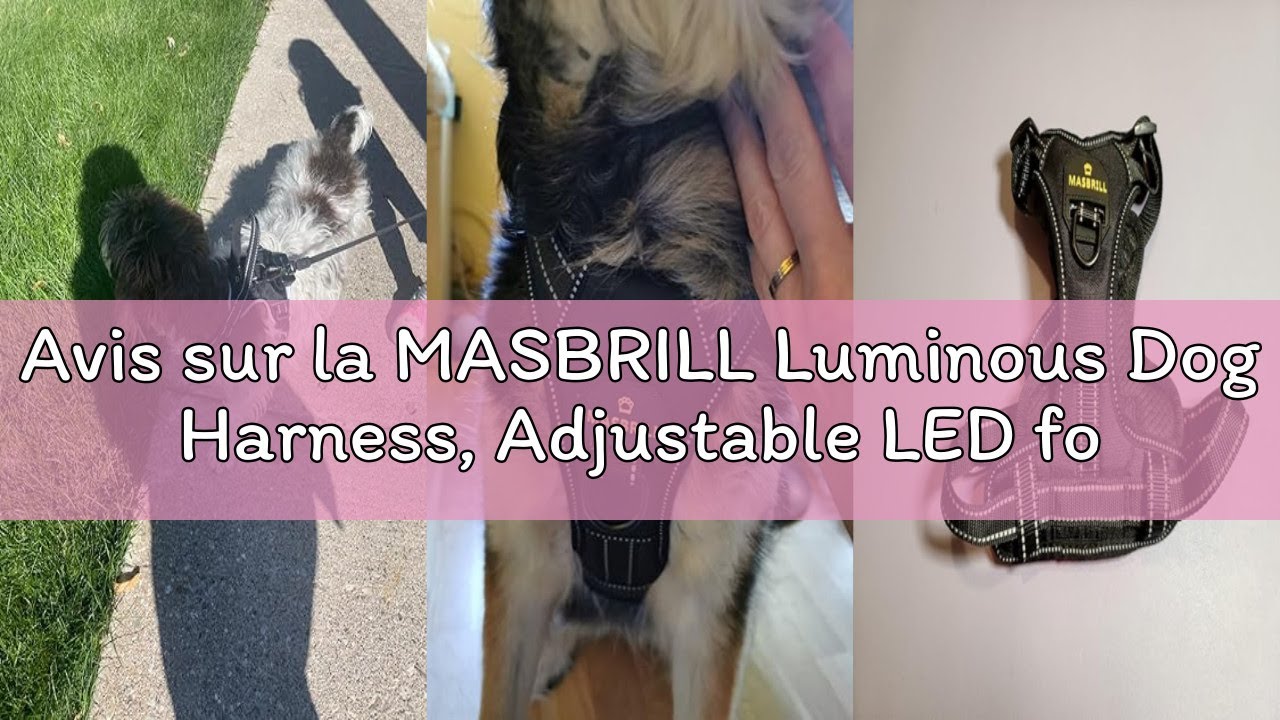 Avis sur la MASBRILL Luminous Dog Harness, Adjustable LED for Medium Dogs, Reflective, USB-C Recharg