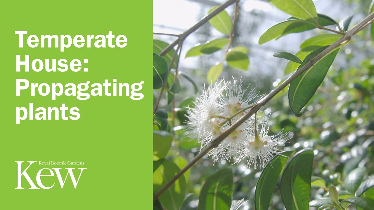 Temperate House: Propagating plants