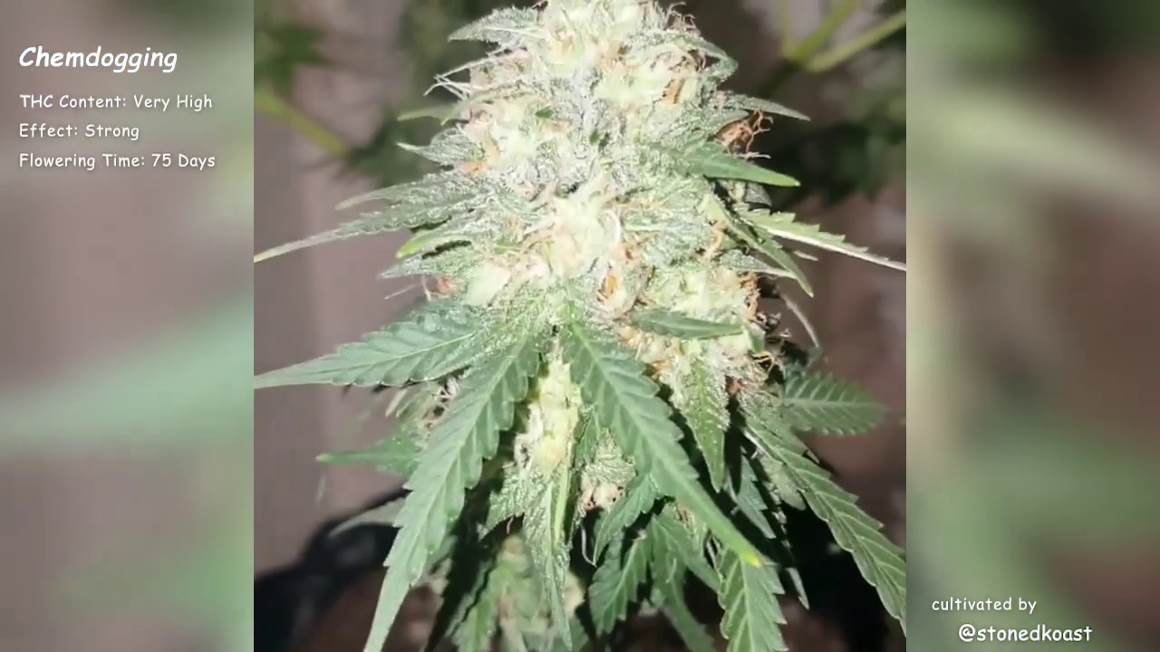 Chemdogging\Mephisto Genetics Autoflowers\Grow Compilation