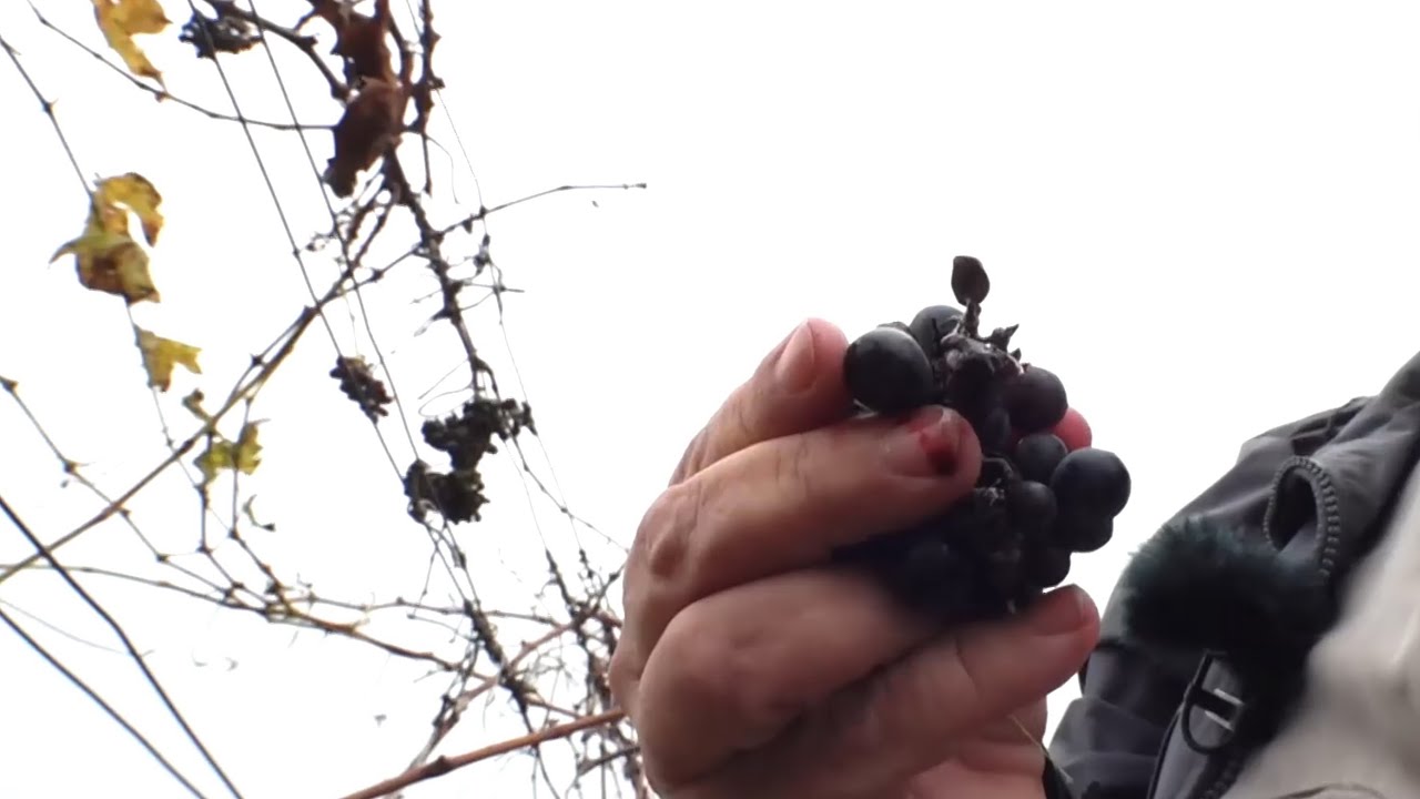Duchové míst 53 Absolonovy Věstonice