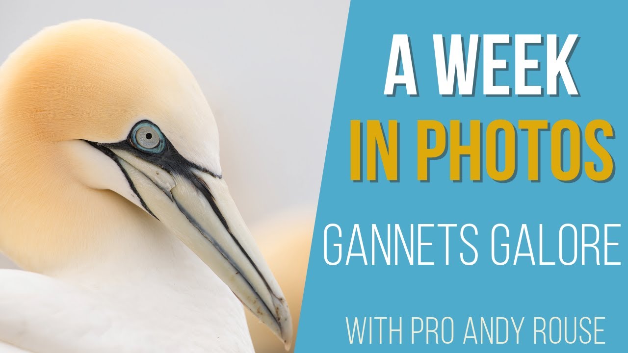 Pro Andy. Rouse talks gannets, choosing AF points, 300 2.8, 2x converters and slow shutter speeds