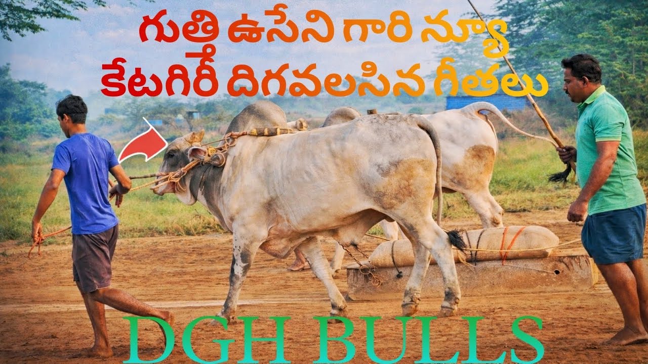 DGH BULLS New catagory bulls (RAVAN & LAXMAN)