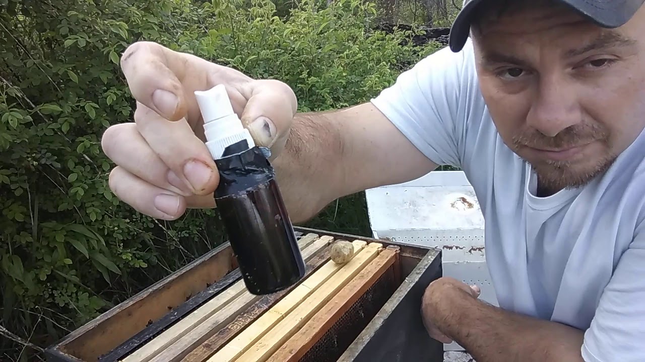 Swarm Trap Success Tips