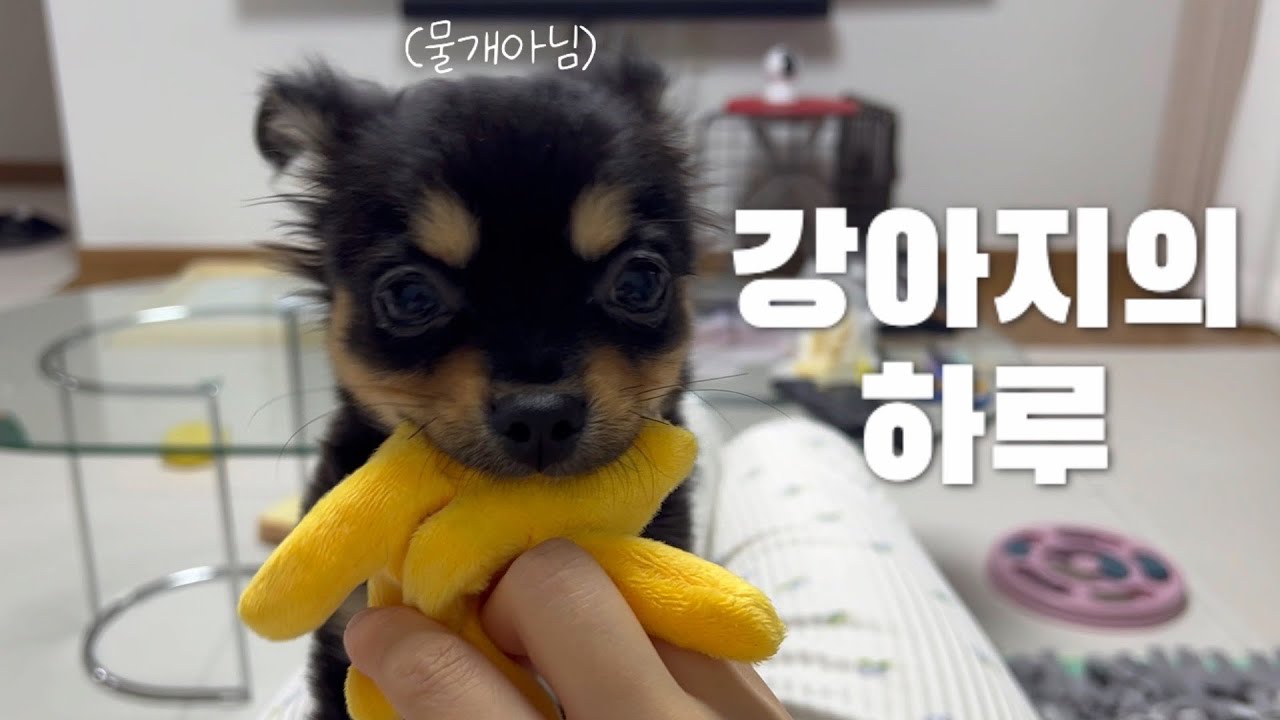 VLOG | 포인핸드 | 유기견입양 | 칸초의 하루일상