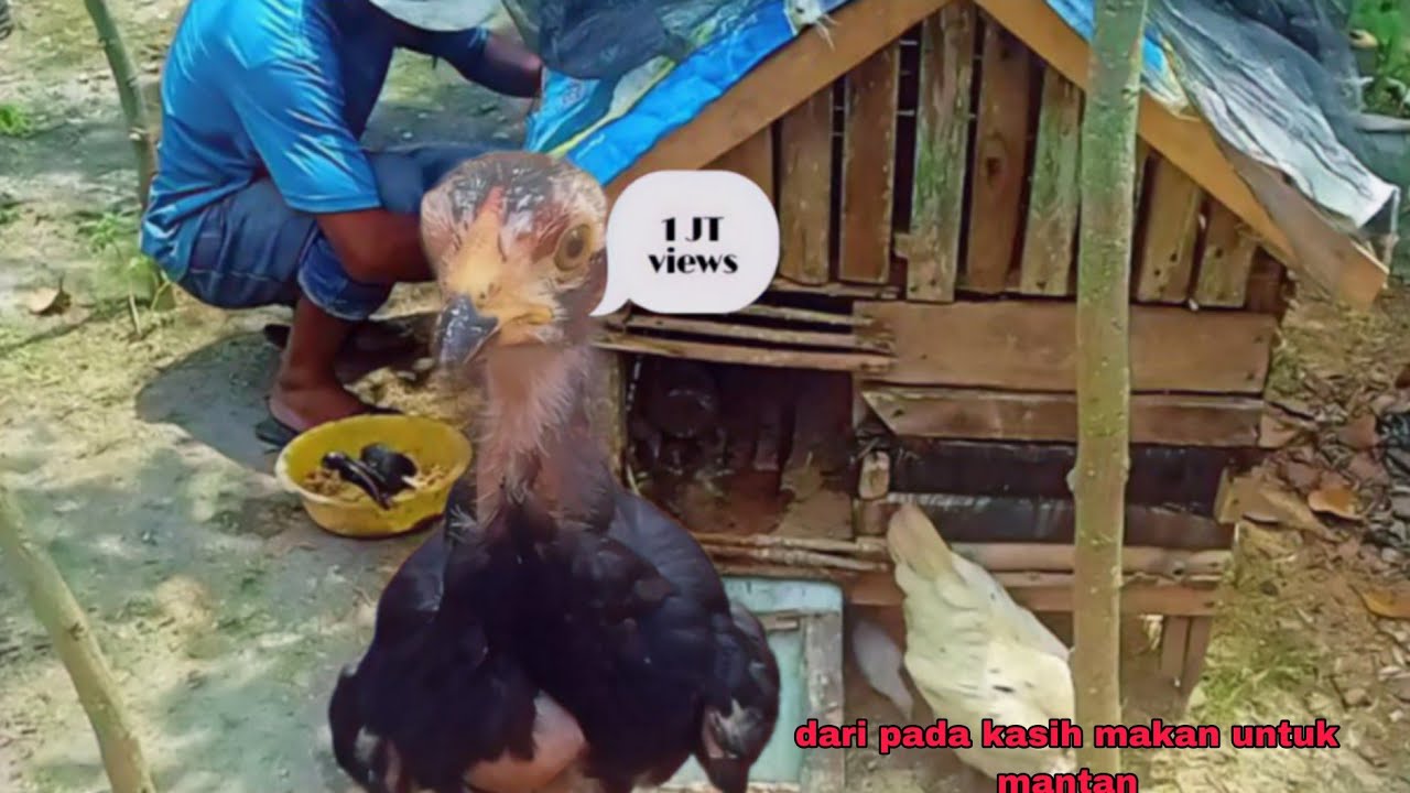 Par 2 kasih makan ayam #Dari pada kasih makan untuk mantan 🤪🤣😂