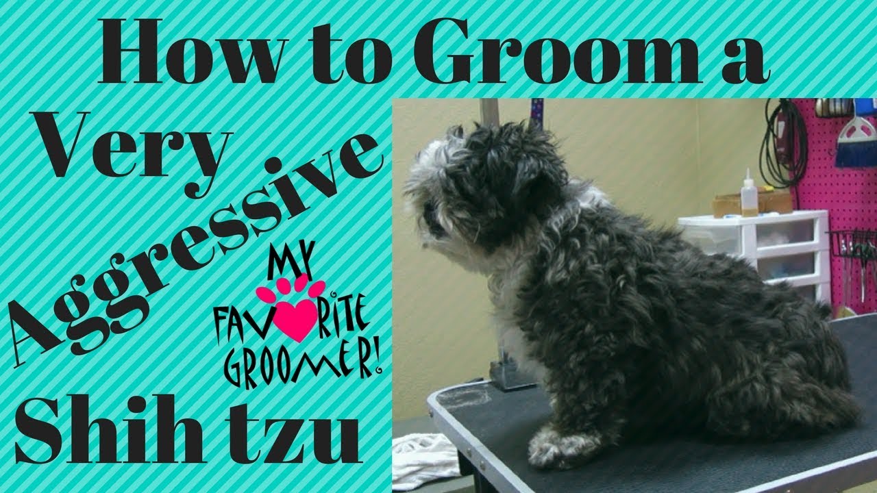 How to Groom a Shih Tzu full Groom