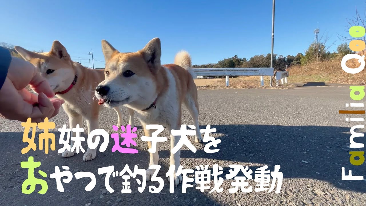 姉妹の迷子犬をおやつで釣る作戦発動【M.ダックスと近所ののら犬】