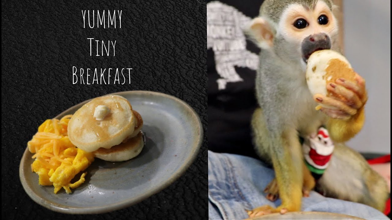 Baby Monkey oLLie Eats Tiny Breakfast With Daddy