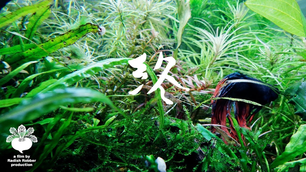 さよならベタ（ｱｸｱﾘｳﾑ, 熱帯魚）