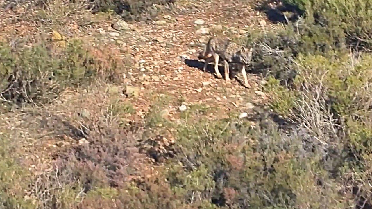 Lobo ibérico y venadas. Cordillera Cantábrica.